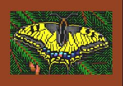 Papilio Machaon